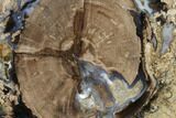 Petrified Wood (Schinoxylon) Slab - Blue Forest, Wyoming #141444-1